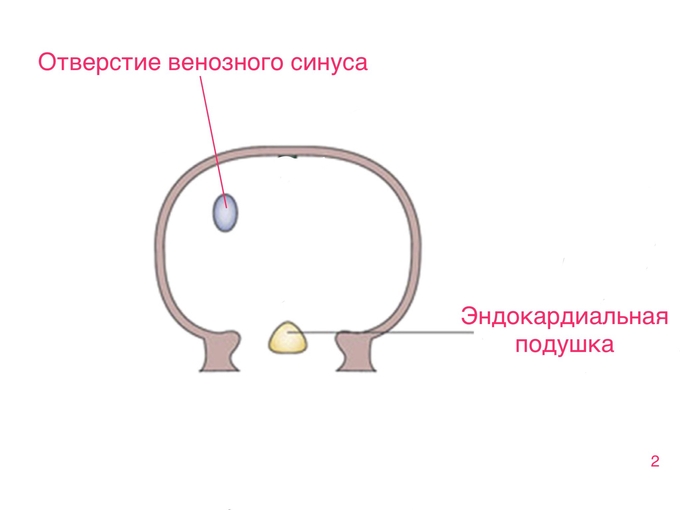 Межпредсердная перегородка истончена что это значит. Смотреть фото Межпредсердная перегородка истончена что это значит. Смотреть картинку Межпредсердная перегородка истончена что это значит. Картинка про Межпредсердная перегородка истончена что это значит. Фото Межпредсердная перегородка истончена что это значит