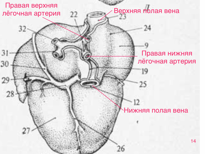 чпэхокг что это и для чего нужно. Смотреть фото чпэхокг что это и для чего нужно. Смотреть картинку чпэхокг что это и для чего нужно. Картинка про чпэхокг что это и для чего нужно. Фото чпэхокг что это и для чего нужно