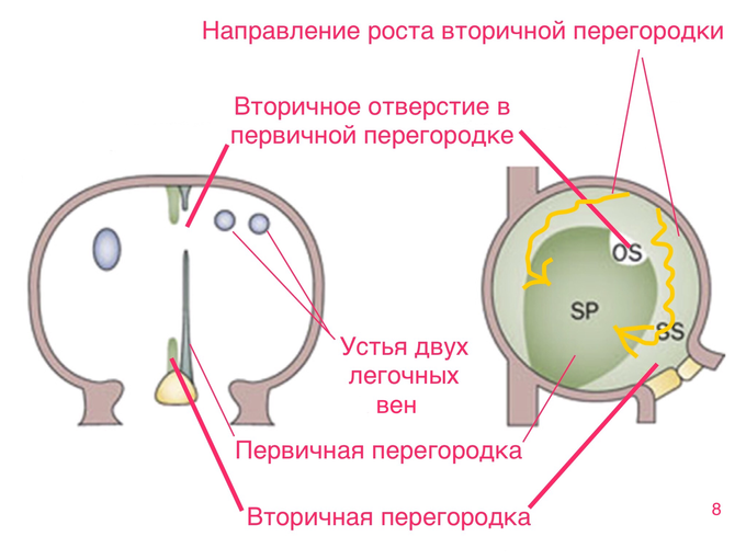 Межпредсердная перегородка истончена что это значит. Смотреть фото Межпредсердная перегородка истончена что это значит. Смотреть картинку Межпредсердная перегородка истончена что это значит. Картинка про Межпредсердная перегородка истончена что это значит. Фото Межпредсердная перегородка истончена что это значит